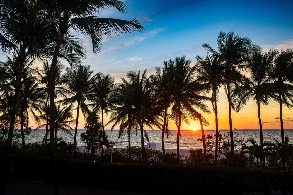 Palm trees in silhouette against the first light of morning over the ocean at Miami Beach.